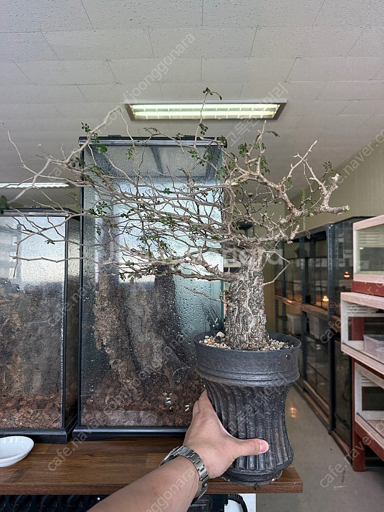 괴근식물 파키푸스 분양합니다.--2